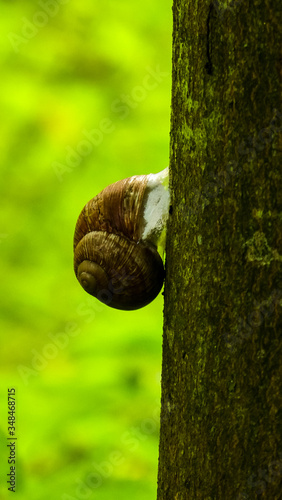 Schnecke