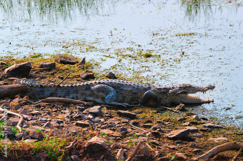 Foto Snub Nosed Marsh Crocodile mugger crocodile (Crocodylus palustris) is a crocodilian native to freshwater in India