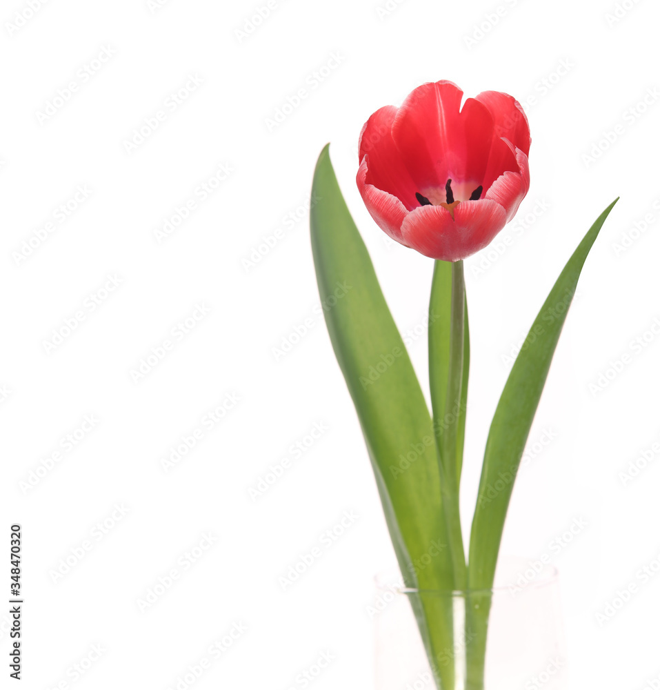 Red tulip closeup isolated on white background. Red tulip closeup isolated on white background.