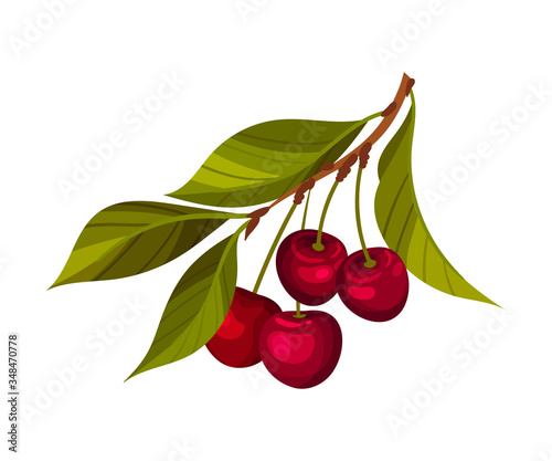 Cherry Branch with Mature Berries Hanging Vector Illustration