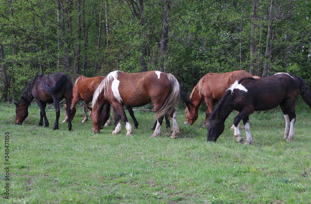 On a green, spring meadow, on the edge of the forest graze horses of different breeds and colors.