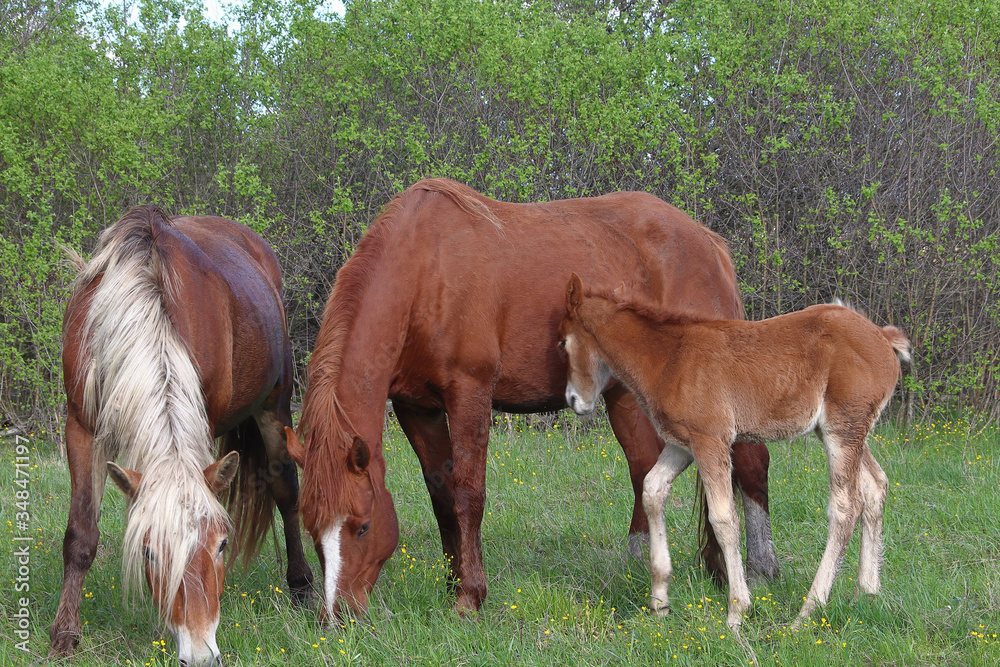 On a green meadow, near the forest graze two horses of red color and a foal clinging to the Mare. On a green meadow, near the forest graze two horses of red color and a foal clinging to the Mare.
