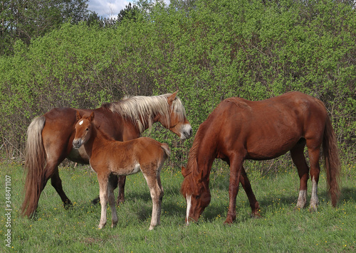 On a green meadow near the forest graze two horses  a red color and a foal.