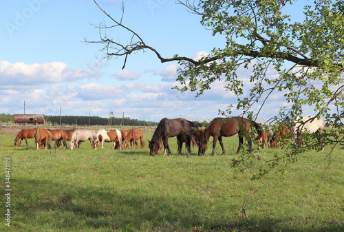 A school of mixed-breed horses graze in a green meadow near the farm. In the foreground, a tree branch.