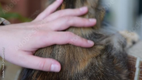 the guy is combing the cat’s hair, the animal is sitting on the couch with his head resting, Maine Coon cat breed, a lot of hair photo