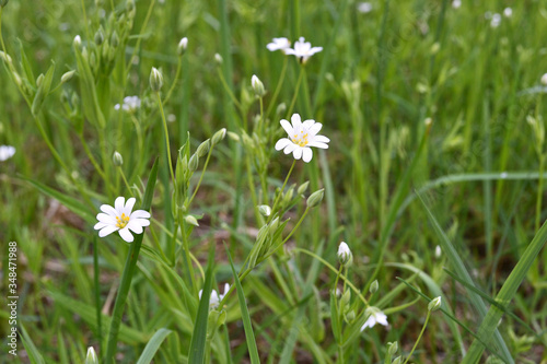 beautiful spring white flowers in the grass