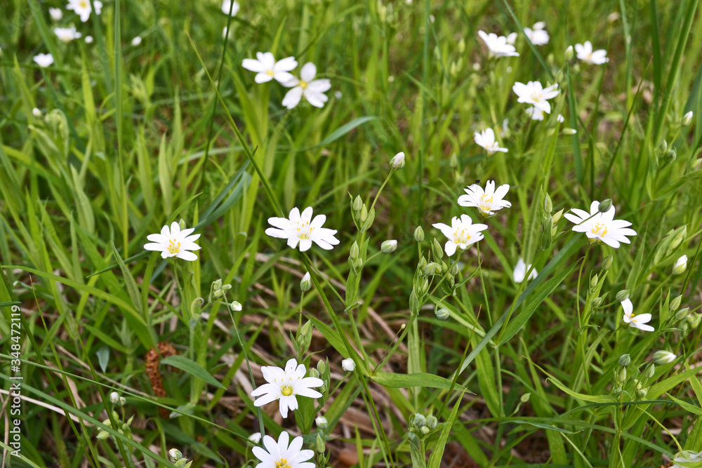 beautiful spring white flowers in the grass beautiful spring white flowers in the grass