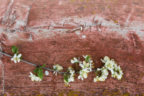 Blossom cherry branch on old rustic red wooden background