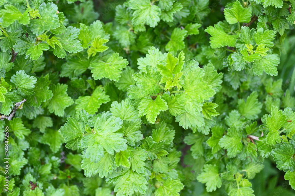 Fototapeta premium young black currant leaves background