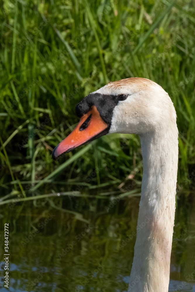 Fototapeta premium One white swan with orange beak, swim in a pond. Head and neck only. Reflections in the water. With shadows on the swan