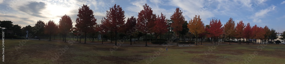 가을 단풍나무 파노라마