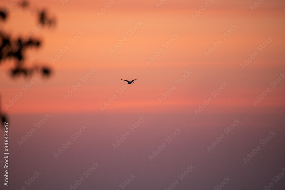 Zdjęcie czapli w locie podczas wschodu słońca nad jeziorem w Świerklańcu.