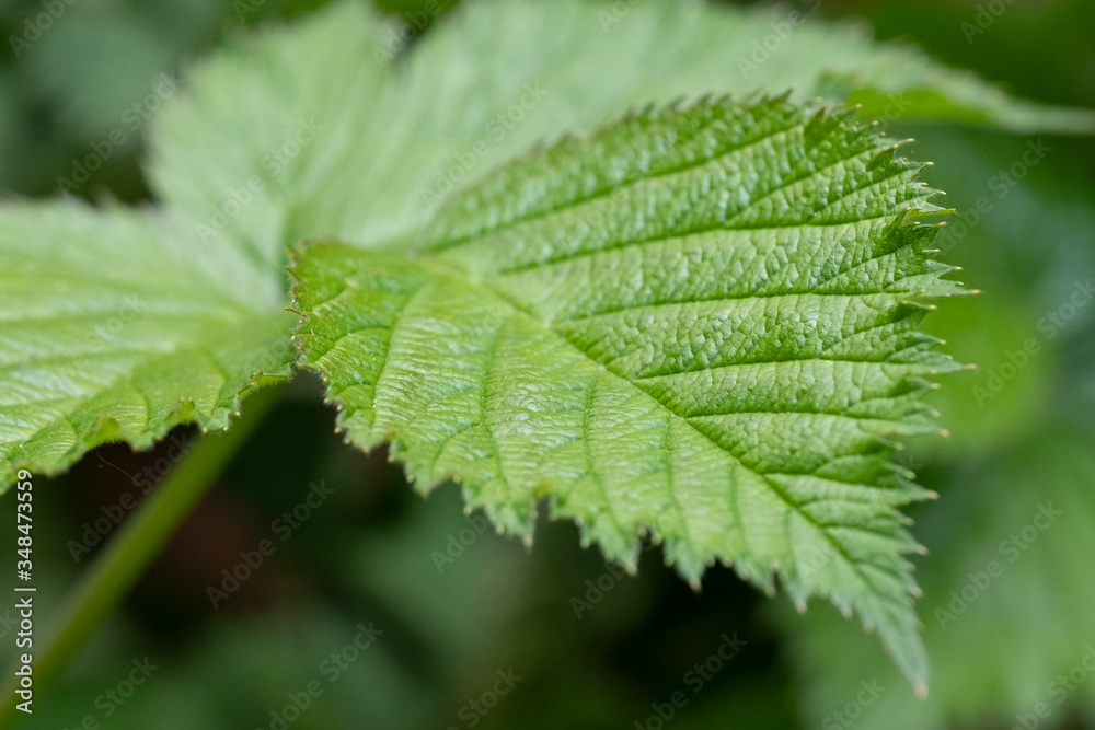 Close-up of branch with young leaves of blackberry bush growing in the garden in spring sunny day. Selective focus Close-up of branch with young leaves of blackberry bush growing in the garden in spring sunny day. Selective focus