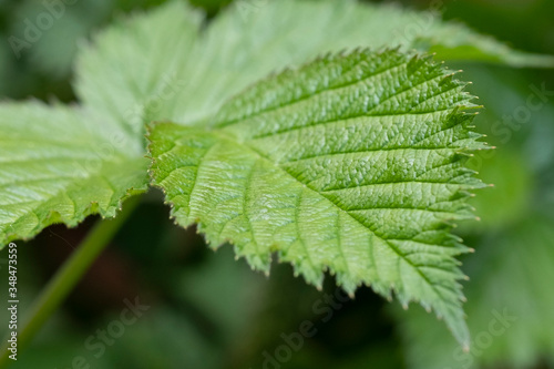 Close-up of branch with young leaves of blackberry bush growing in the garden in spring sunny day. Selective focus