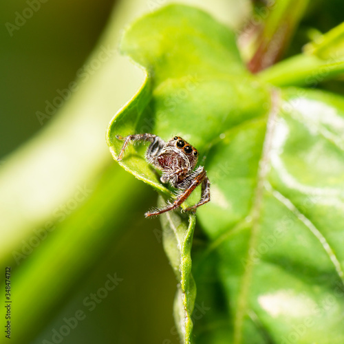 Colourful Biting Jumper Spider also known as Opisthoncus sp from Australia