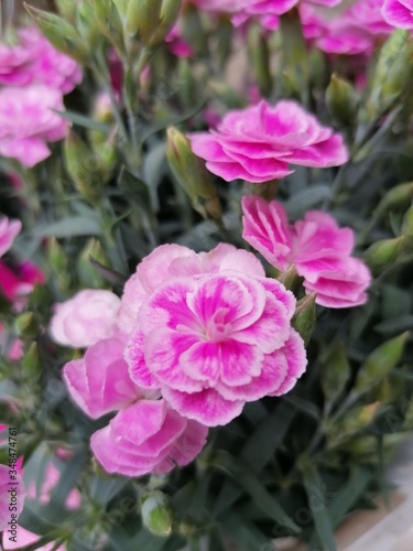 pink carnation