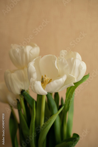 white tulips on a sunset background, a bouquet of tulips on a beige background at home