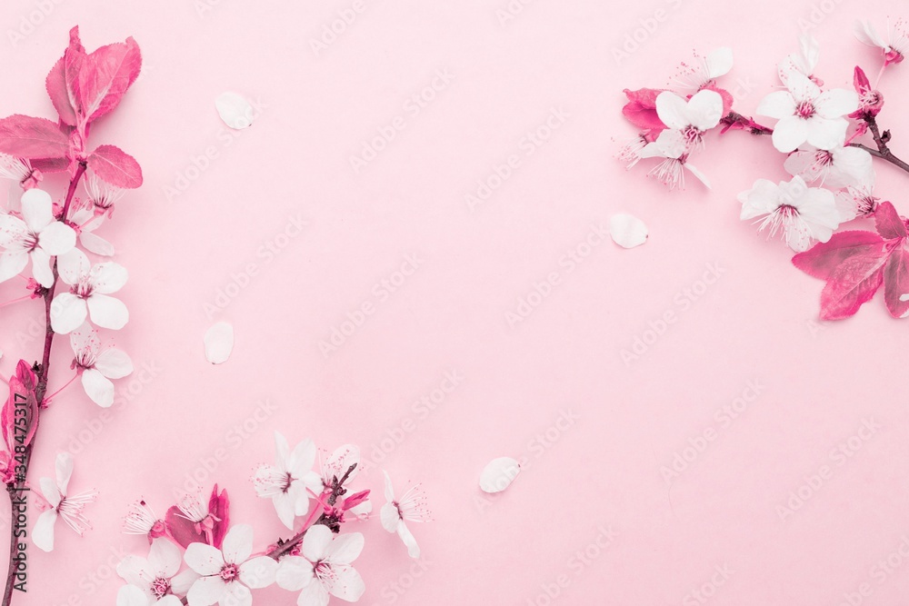 April floral nature. Spring blossom and may flowers on pink. For banner, branches of blossoming cherry against background. Dreamy romantic image, landscape panorama, copy space. April floral nature. Spring blossom and may flowers on pink. For banner, branches of blossoming cherry against background. Dreamy romantic image, landscape panorama, copy space.