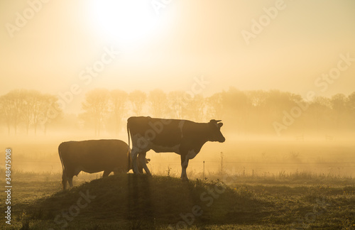 Two cows in a meadow on a foggy, spring morning in the countryside.