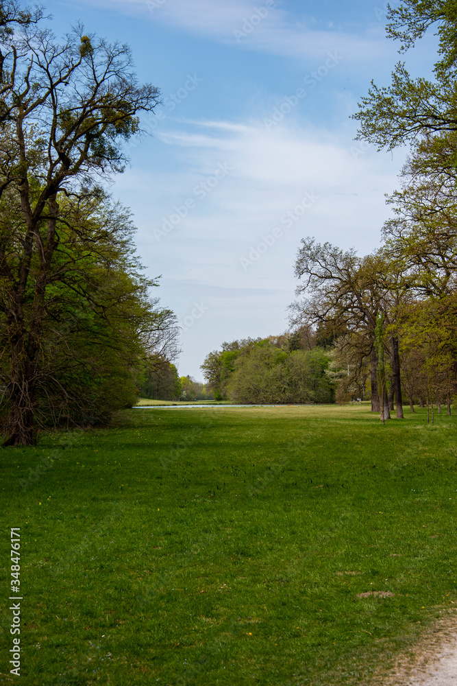 Beautiful landscape in park with tree and green grass field at morning