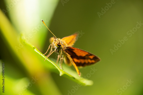 Orange Dart, Wide-brand Grass-dart Skipper butterfly also known as Suniana Sunias