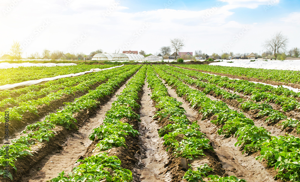 Smooth rows of young potato bushes on farm field. Fresh green greens. Growing organic vegetables products. Cultivation and care of plants. Investments in agribusiness. Use of agrofibre in agriculture. Smooth rows of young potato bushes on farm field. Fresh green greens. Growing organic vegetables products. Cultivation and care of plants. Investments in agribusiness. Use of agrofibre in agriculture.