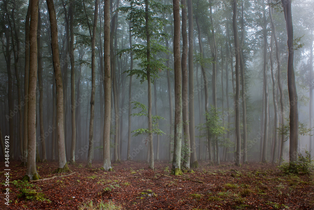 Naklejka premium mystic forest fog panoramic