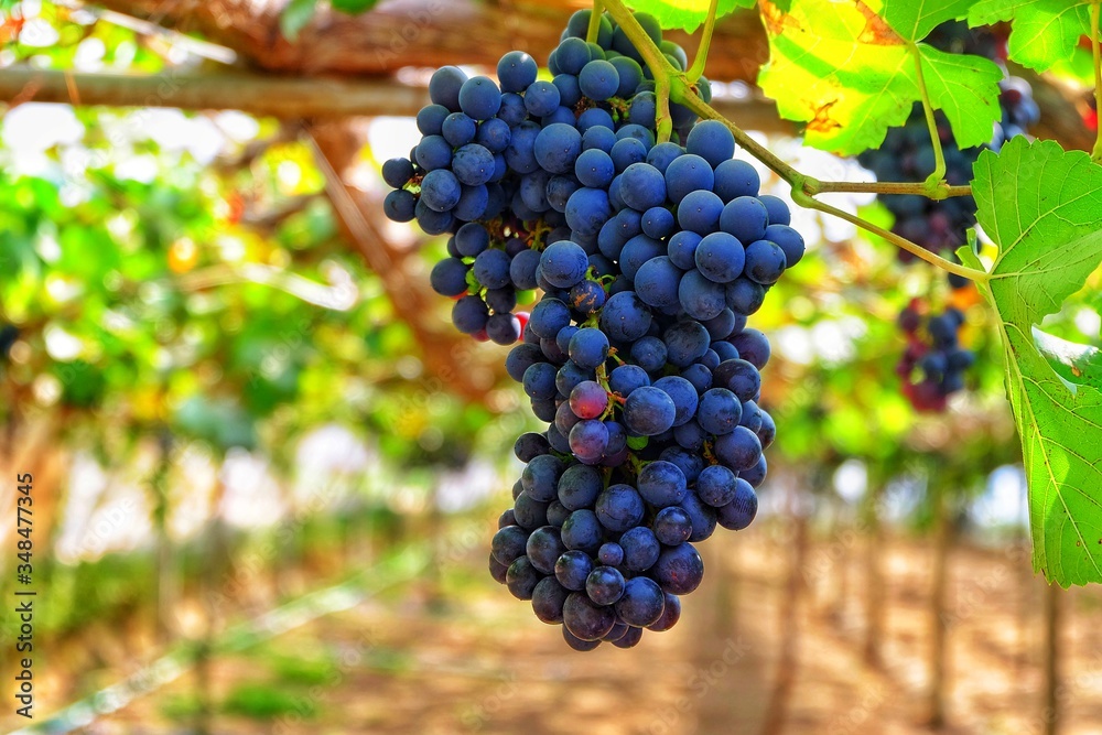 A closeup picture of dark red grapes on their vine at a orchard, ready to be picked.