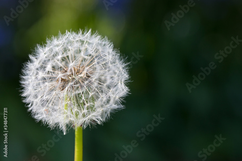 Dandelion flower in seed