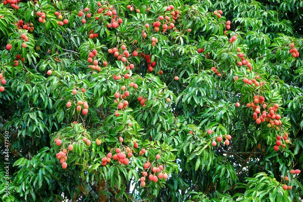 Lychee (lechee, leechee, litchee) tree with ripe red fruits ready to be picked.