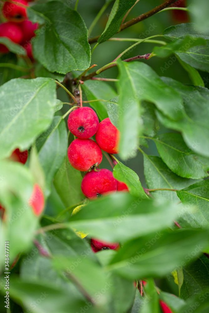Obraz premium Ripe wild red apples on tree branch, crab apple tree. Selective focus.