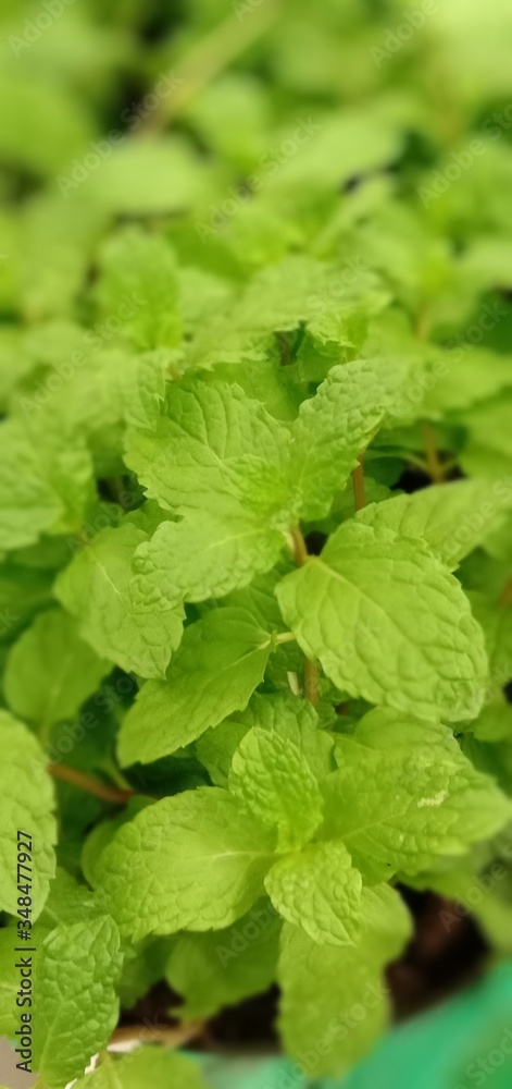 Mint leaves are photographed in bokeh mode Mint leaves are photographed in bokeh mode