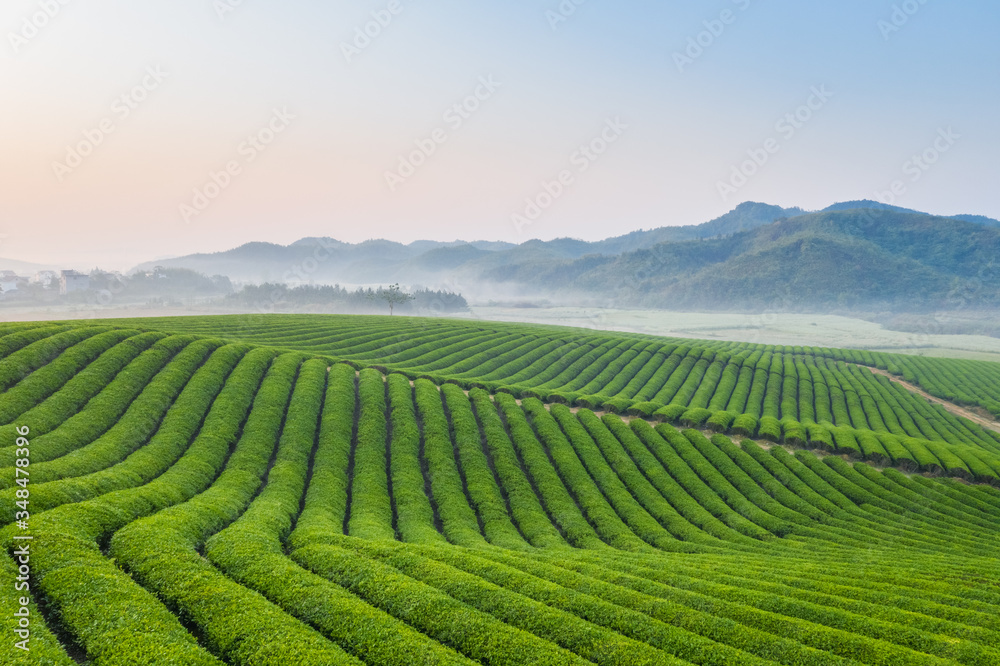 tea farm landscape