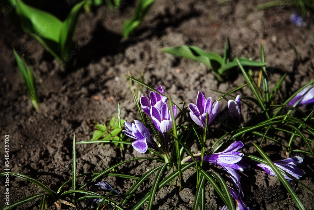 Flowers bloom in spring Flowers bloom in spring