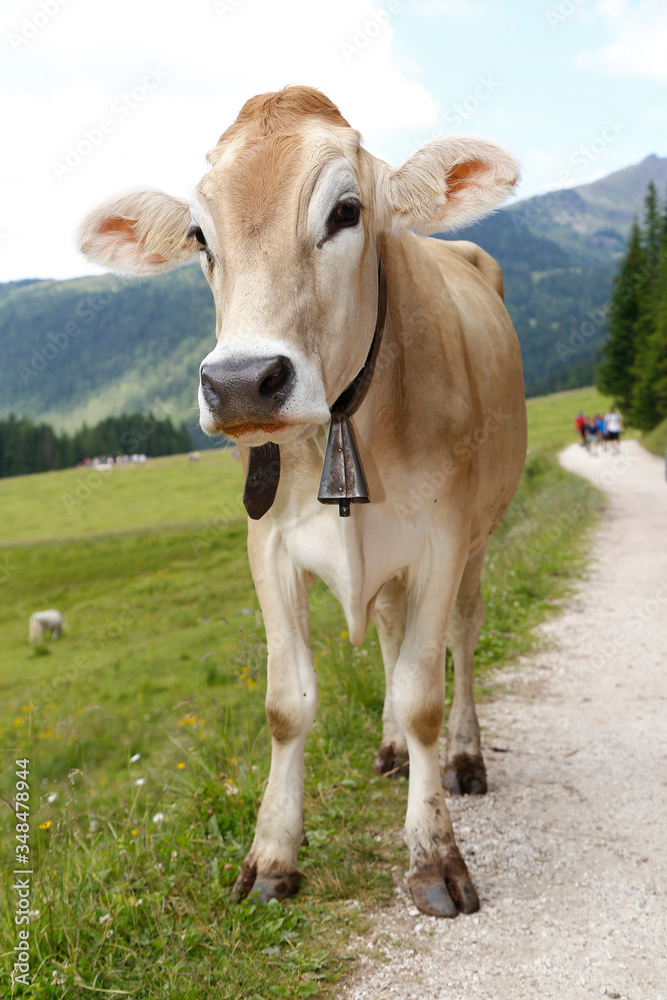 Alpine gray cow. White cow with horns in Dolomites area. Alpine cow. Portrait of a gray beautiful cow. A grey alpine cow in a green pasture in Dolomites area