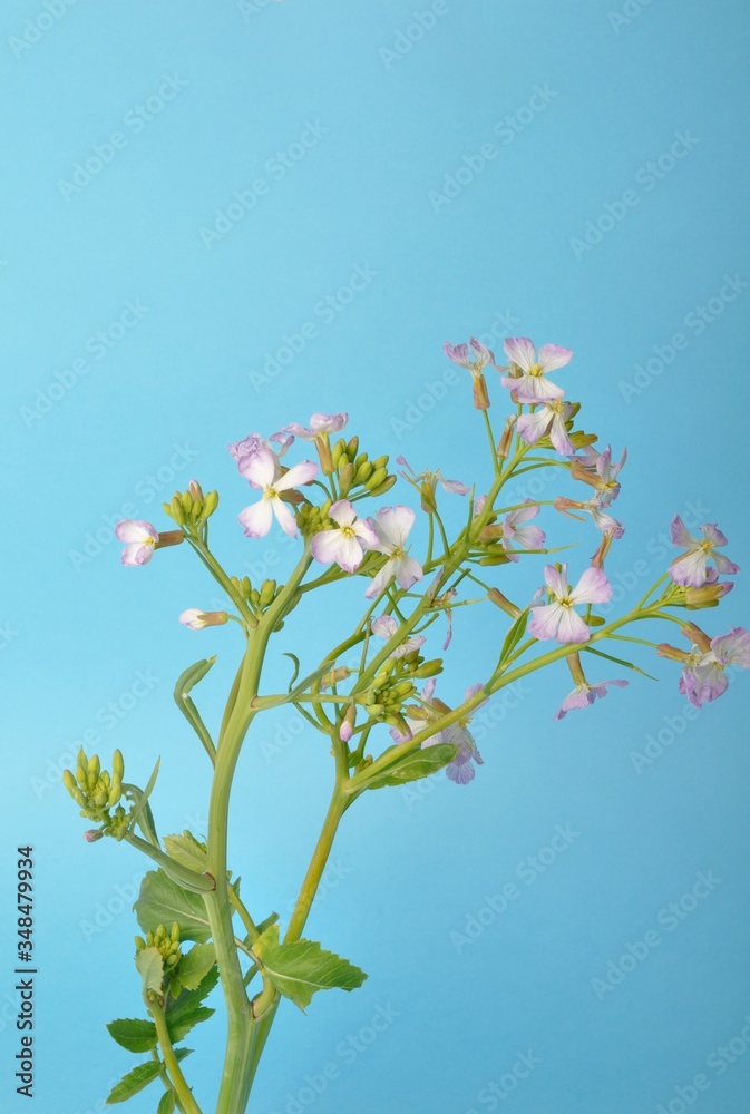 White mustard on blue background White mustard on blue background