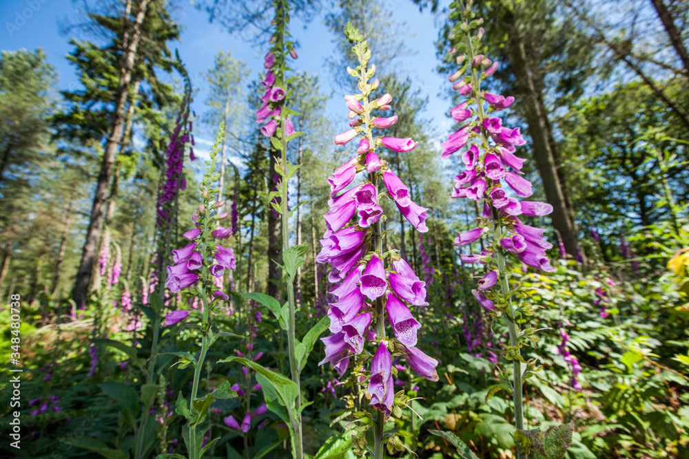 Φωτογραφία Group of purple foxgloves, Digitalis purpurea, in a natural woodland setting looking upwards