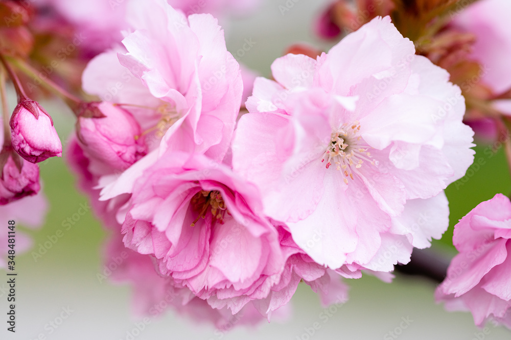 close up of pink cherry blossom