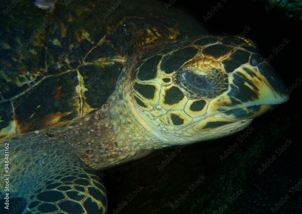 Obraz premium sea turtle caribbean sea