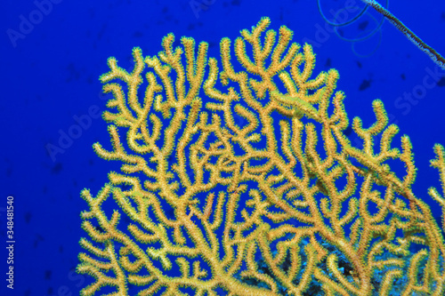 Close up of yellow Gorgonian sea fan coral