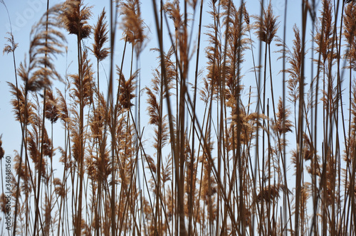 dry reeds on blue sky