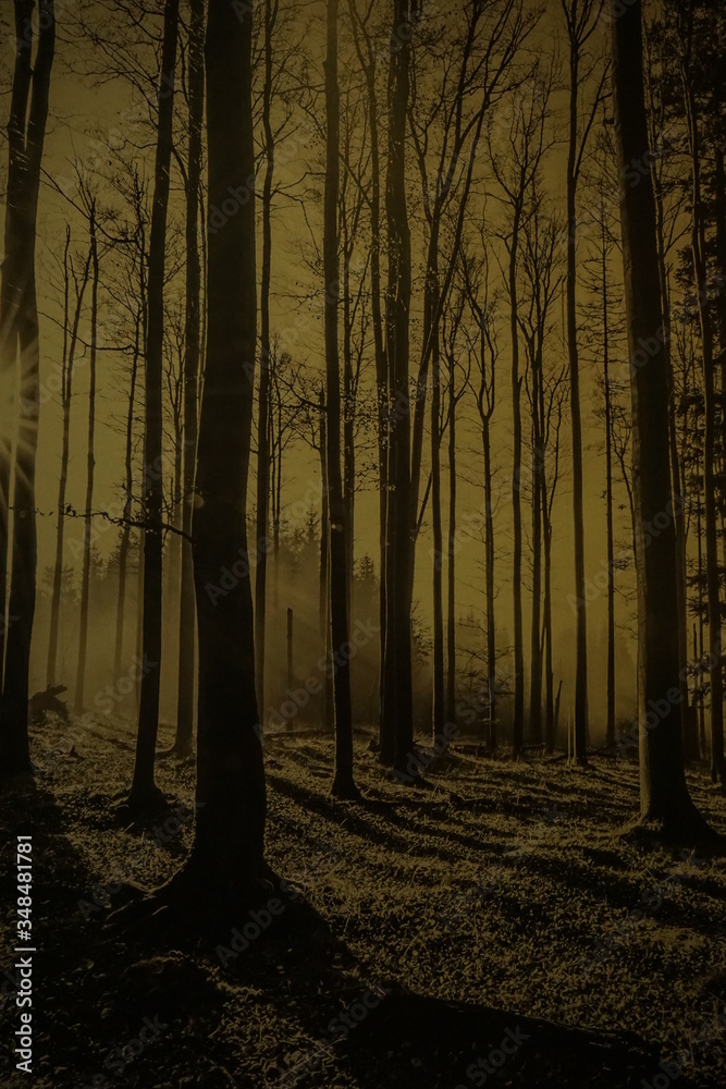 Fototapeta premium Evening in a golden forest with fog and warm light