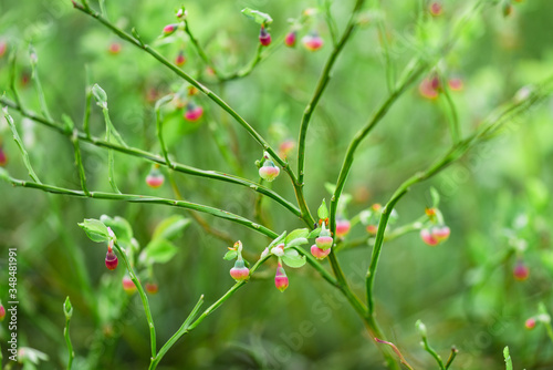SGreen branch blueberry botany in tje spring forest photo