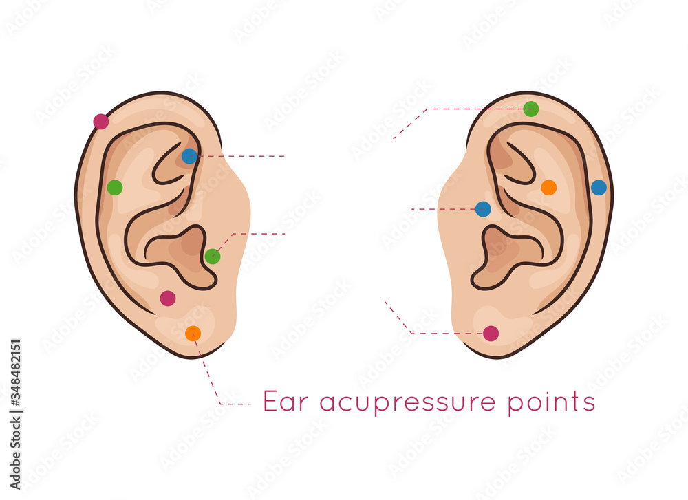 Acupressure points on your ear. Realistic ears with marked reflexology