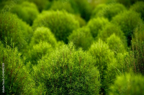A tiny forest of summer cypress growing in a perennial garden in a city park located in Tokyo during summer.