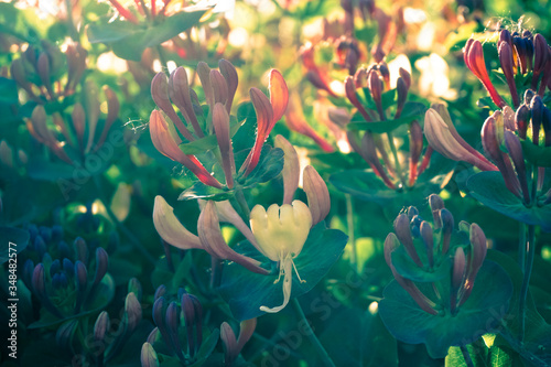 A Bush of Lonicera flower in the garden, by sunny day, also known as honeysuckle flower. Fantastic bright background photo