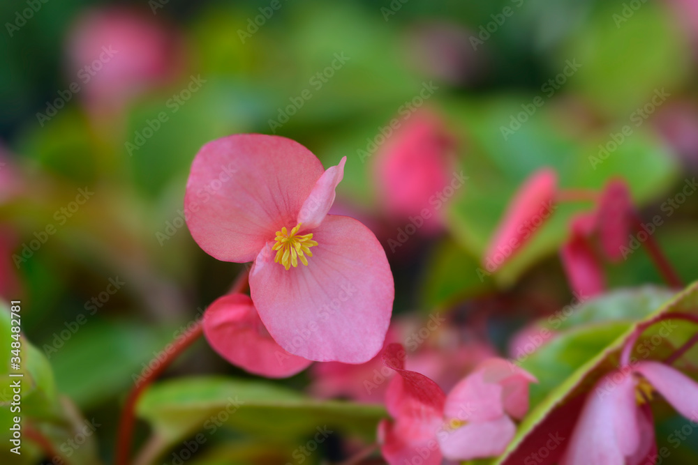 Dragon Wing Pink Begonia