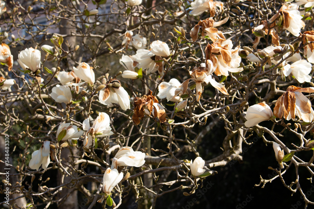 Φωτογραφία Close up of white flowers of a Magnolia Tree with frost damaged petals, Magnolia