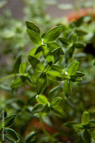 Closeup of fresh thyme leaves ready to be harvested.