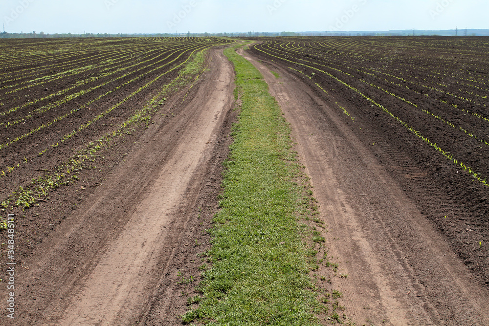 The road between the fields sown with corn The road between the fields sown with corn